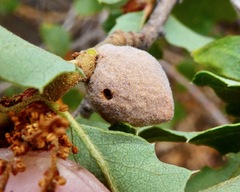 Disholcaspis simulata