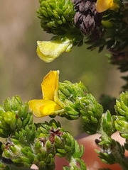 Aspalathus opaca rostriloba