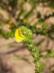 Aspalathus opaca rostriloba