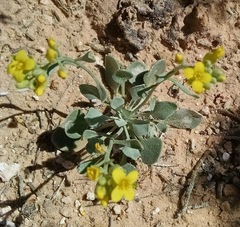 Physaria acutifolia