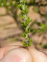 Aspalathus opaca rostriloba
