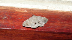 Lepidoptera