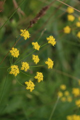 Bupleurum sibiricum