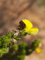 Aspalathus opaca rostriloba