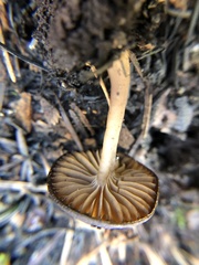 Lyophyllum anthracophilum