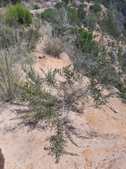 Aspalathus opaca rostriloba