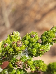 Aspalathus opaca rostriloba