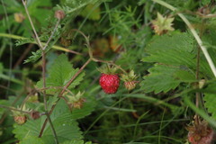Fragaria orientalis