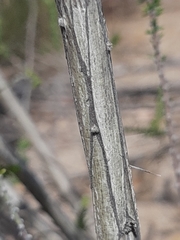Aspalathus opaca rostriloba