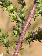 Aspalathus opaca rostriloba