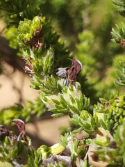 Aspalathus opaca rostriloba