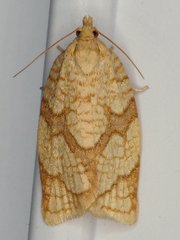 Adoxophyes negundana