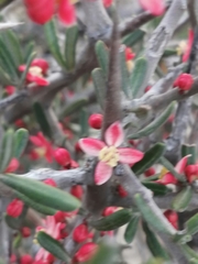 Castela erecta