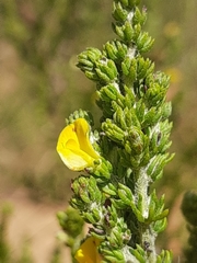 Aspalathus opaca rostriloba