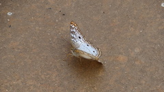 Anartia jatrophae