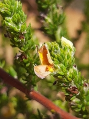 Aspalathus opaca rostriloba