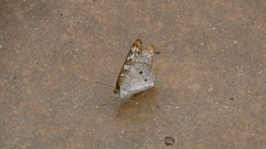 Anartia jatrophae