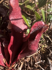 Sarracenia purpurea venosa