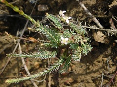 Struthiola myrsinites