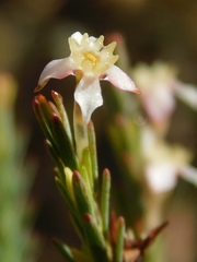 Struthiola myrsinites