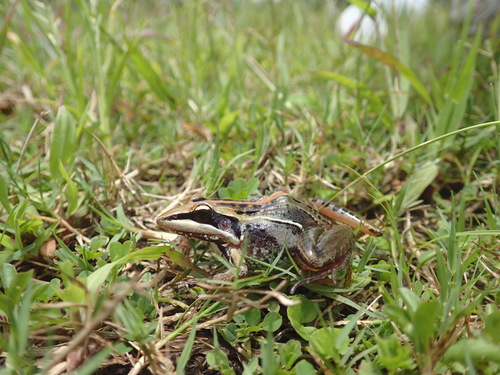 Guibé’s Grass Frog, Ptychadena guibei