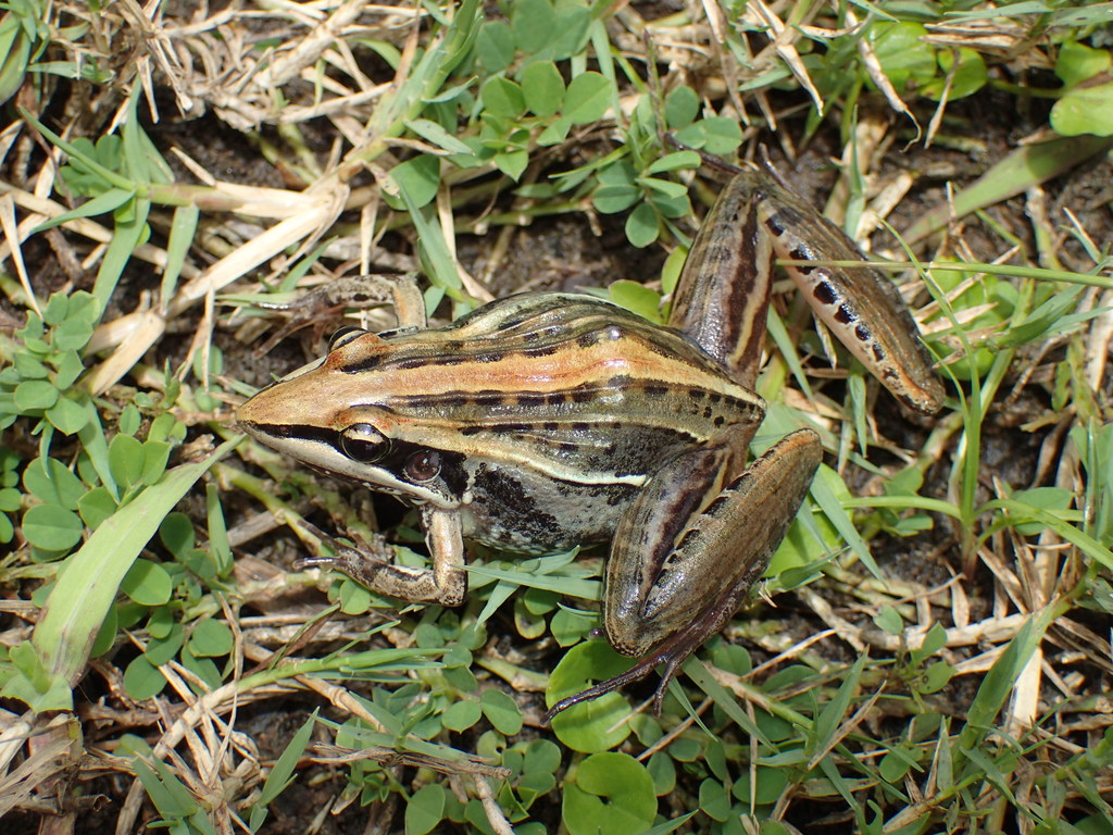 Guibe's Grassland Frog