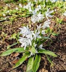 Scilla mischtschenkoana
