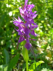 Dactylorhiza euxina