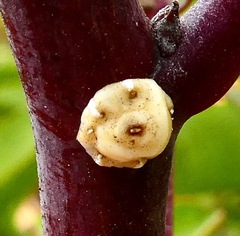 Ceroplastes cirripediformis