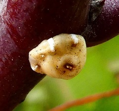Ceroplastes cirripediformis