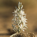 Albuca amoena - Photo (c) Petri Kuhno, some rights reserved (CC BY-NC), uploaded by Petri Kuhno