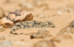 Agame Variable photo 4