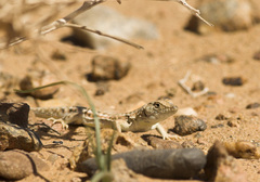 Acanthodactylus maculatus