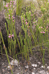 Erica chlamydiflora