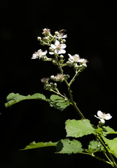 Rubus fruticosus