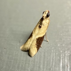 Ptyomaxia trigonogramma