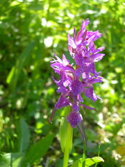 Dactylorhiza euxina