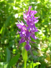 Dactylorhiza euxina