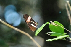 Heliconius erato phyllis