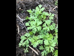 Ranunculus flabellaris