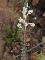 Struthiola myrsinites