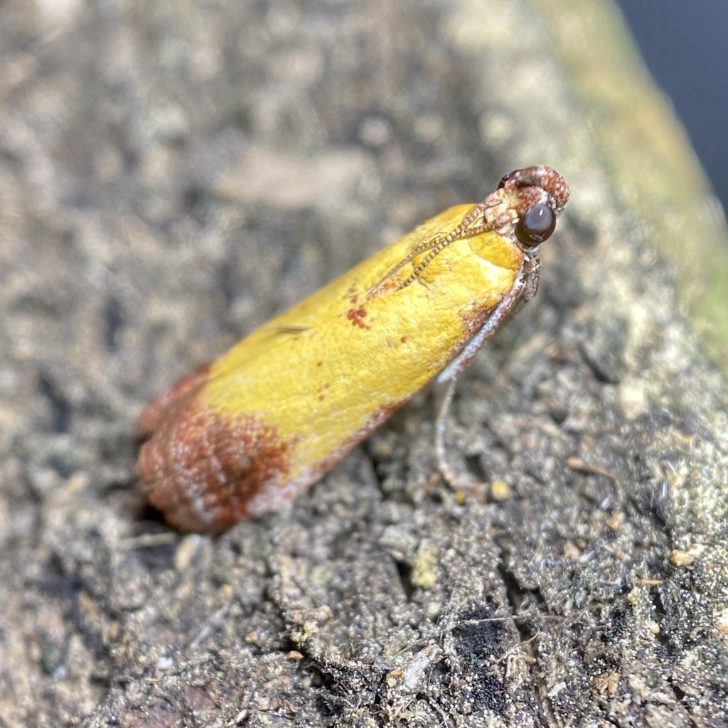 Guastica chryserythra