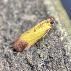 Nephopterix chryserythra