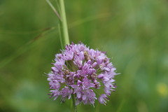 Allium senescens