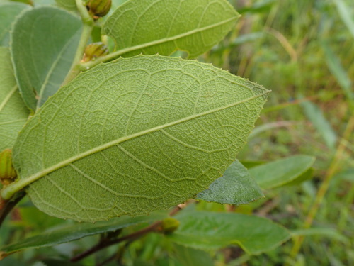 Image of Paropsia brazzaeana by (c) Mahomed Desai, some rights reserved (CC BY)