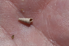 Turritella