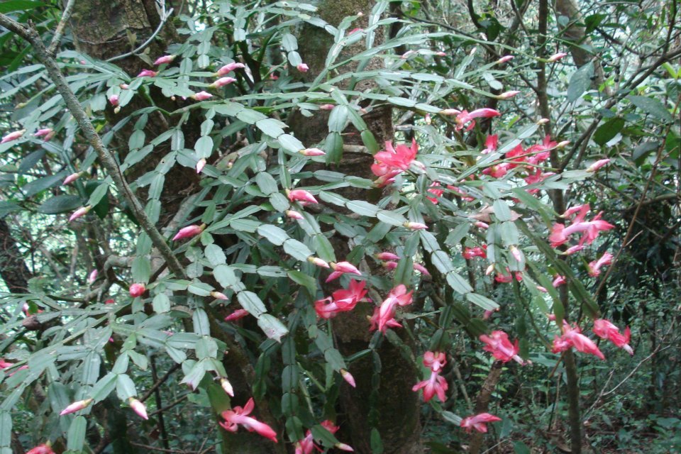 Imagem de Flor-de-maio