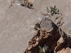 Bombus niveatus