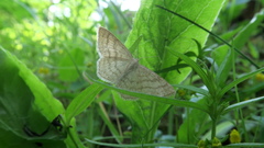 Scopula ternata