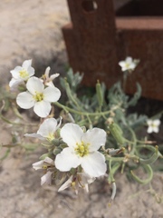 Nerisyrenia camporum